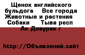 Щенок английского бульдога  - Все города Животные и растения » Собаки   . Тыва респ.,Ак-Довурак г.